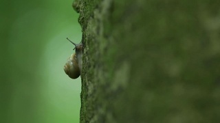 小蜗牛吃苔藓视频素材模板下载