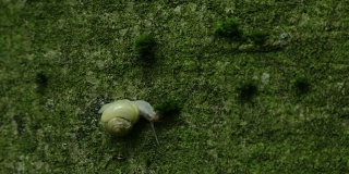 蜗牛在咀嚼苔藓