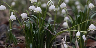 雪铃花(白果)细部图