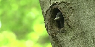 黑啄木鸟吃树洞周围的昆虫
