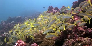 加拉帕戈斯群岛水下的鱼群。