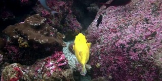 加拉帕戈斯群岛水下的亮黄色箱鲀鱼。