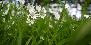 野菊花白花迎风摇曳。春天。视频高清静态摄像机镜头