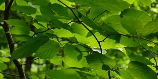 榛树自然背景枝