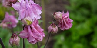 花Aquilegia vulgaris或欧洲耧斗菜在风