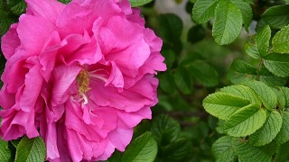 粉红色的花玫瑰特写。静态摄像机拍摄的视频片段视频素材模板下载