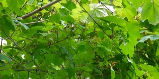 风吹着种子的枫树枝。宏碁platanoides。静态摄像机高清视频素材拍摄