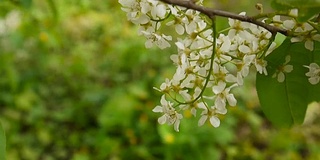 樱花鸟春特写，枝头迎风。李属稠李属。视频片段静态摄像机高清拍摄