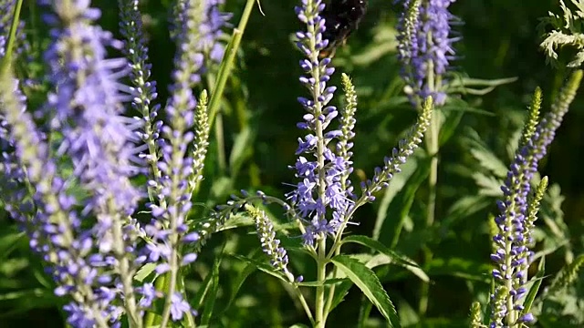Veronica叶。田野里的野花。视频片段静态摄像机