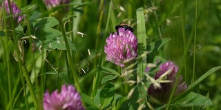 大黄蜂坐在红色的三叶草花上。关闭视频。静态相机拍摄