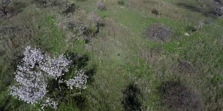 无人机在花丛中飞行