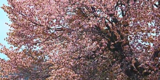大石土冢口公园的樱桃大树