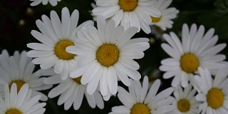 花坛上的雏菊。高清视频画面静态摄像机