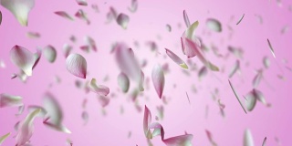 粉红色的莲花飞。