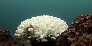 加拉帕戈斯群岛海床上的白色珊瑚。