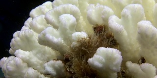 加拉帕戈斯群岛海床上的白色珊瑚。