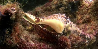 癌症隐者在加拉帕戈斯群岛海床下的海贝中。