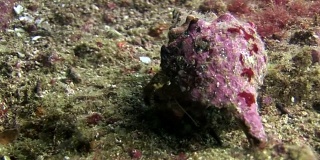 癌症隐者在加拉帕戈斯群岛海床下的海贝中。