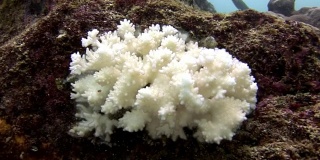 海洋水下的白色珊瑚。