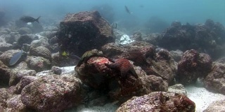 加拉帕戈斯群岛海床上的海星。