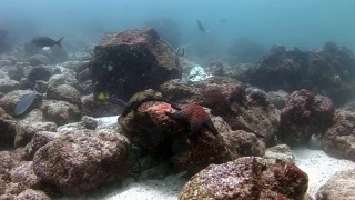 加拉帕戈斯群岛海床上的海星。视频素材模板下载