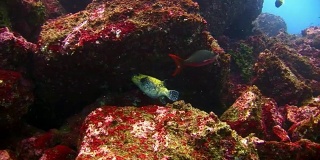 加拉帕戈斯群岛绿松石礁湖水下的河豚鱼。
