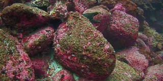 加拉帕戈斯群岛绿松石礁湖水下的海鳗。
