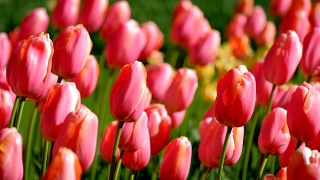 库肯霍夫花园盛开的郁金香。Lisse,荷兰。视频素材模板下载