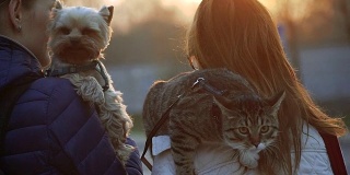 女孩们带着一只猫和一只狗过马路