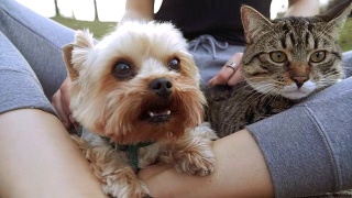 猫和狗。约克夏犬坐在猫旁边视频素材模板下载