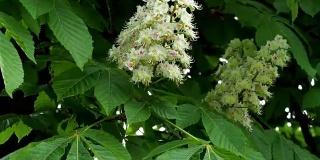 春天公园里栗树开满了花。(七叶树属hippocastanum)