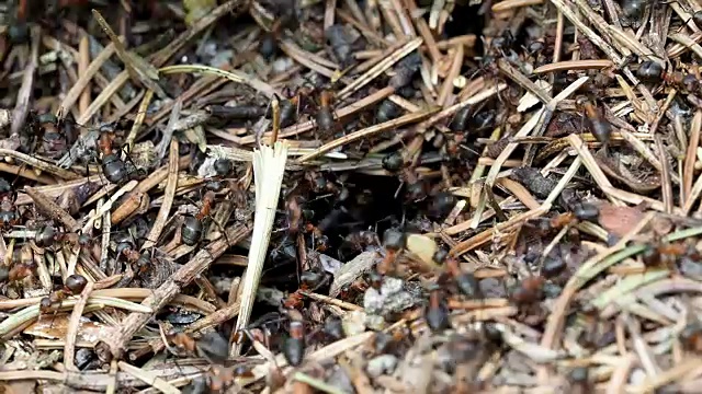 蚂蚁在森林里的蚁丘里工作