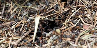蚂蚁在森林里的蚁丘里工作