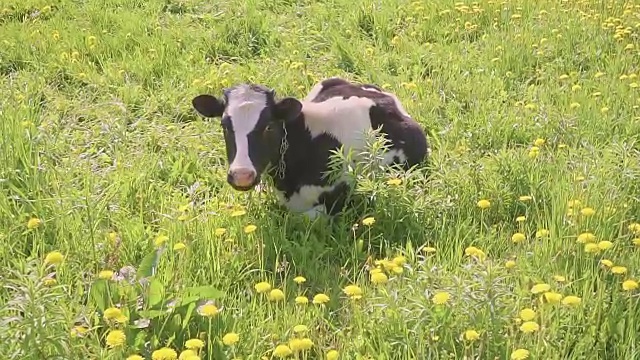 黑白相间的奶牛在田野上吃草，黄色盛开的蒲公英，田园般的夏日景色。