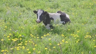 黑白相间的奶牛在田野上吃草，黄色盛开的蒲公英，田园般的夏日景色。视频素材模板下载