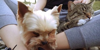 猫和狗。约克夏犬坐在猫旁边
