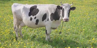 黑白相间的奶牛在田野上吃草，黄色盛开的蒲公英，田园般的夏日景色。