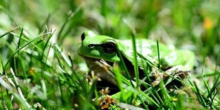 绿色欧洲树蛙