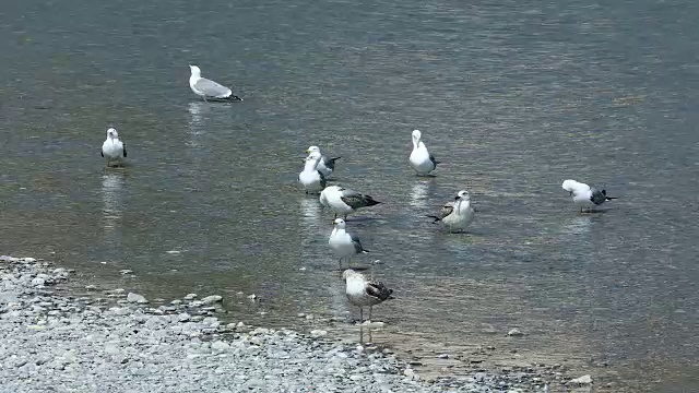 河里有许多海鸥