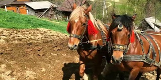 两匹健壮的栗色马套着马具在农田里犁地。