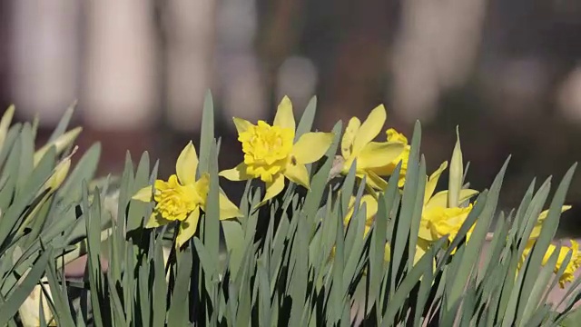 盛开的水仙花在春天的视频4k