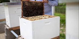 养蜂人从蜂箱中取出架子