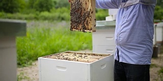 养蜂人从蜂箱中取出架子