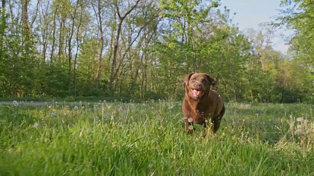 一只在蒲公英草丛中奔跑的拉布拉多犬