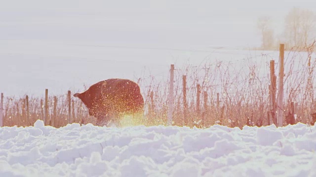 SLO MO拉布拉多寻回犬在白雪覆盖的葡萄园里奔跑