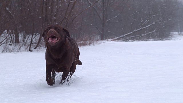 SLO MO拉布拉多猎犬在雪中奔跑