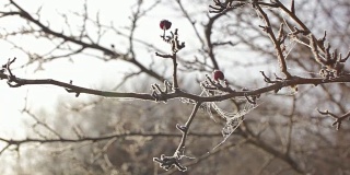 清晨树上结满霜的蜘蛛网