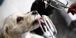 狗狗们从电动搅拌机的电线上舔鲜奶油
