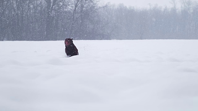 SLO MO在雪中奔跑的狗