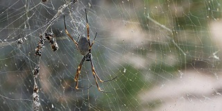 蜘蛛靠近蜘蛛网